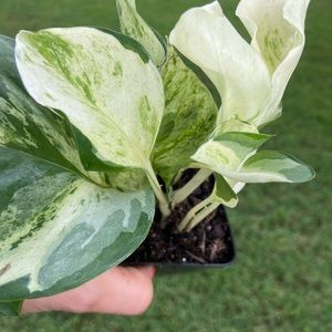 Manjula Pothos